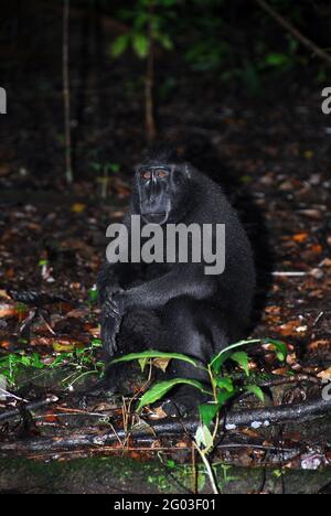 Macaco crestato di Celebe (Macaca nigra), conosciuto anche come macaco nero crestato, Sulawesi, Indonesia Foto Stock