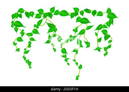 Ivy ramo di vite isolato su sfondo bianco. Pianta di vite. Verde vite appesa con foglie. Progettazione di impianti. Foglie che si impiccano. Motivo floreale. Vettore Illustrazione Vettoriale