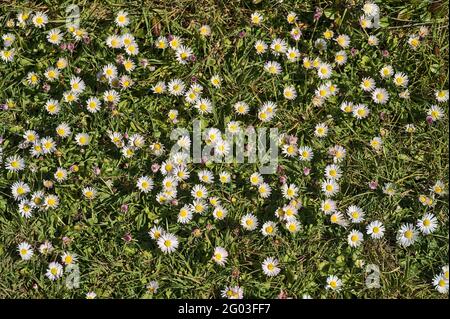 Bella vista dall'alto di un sacco di piccoli fiori di camomilla bassa crescita (Mayweed) su sfondo verde scuro erba, Dublino, Irlanda. Morbido e selettivo Foto Stock