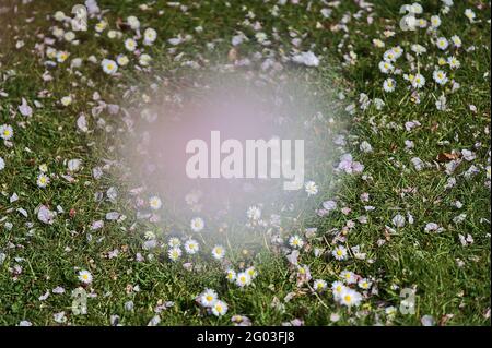 Bella vista dall'alto di un sacco di piccoli fiori di camomilla a crescita bassa (Mayweed) visibili attraverso la fioritura dei ciliegi sfocati, Dublino, Irlanda. Messa a fuoco morbida Foto Stock