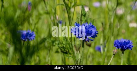 Fiori selvatici colorati, tra cui i fiori di mais, su una riva stradale a Ickenham, Londra ovest Regno Unito, nel London Borough of Hillingdon. Foto Stock