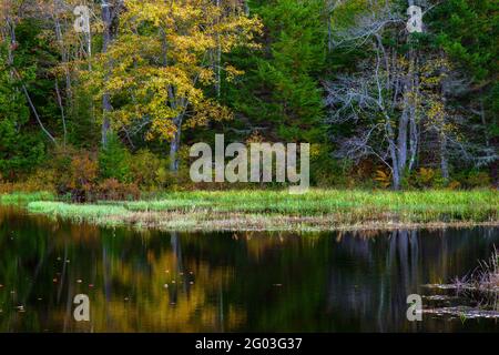 Un laghetto paludoso sulle terre selvatiche statali sulle Pocono Mountains della Pennsylvania, Foto Stock