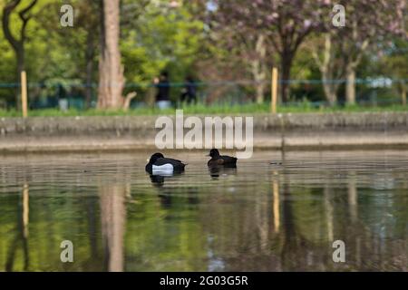 Bella vista closeup di due tranquille anatre tufted riposanti (Aythya fuligula) con il riflesso di primavera fioritura alberi in acqua stagno nel Parco Herbert Foto Stock