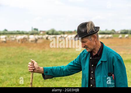 Ritratto di un tradizionale pastore di bestiame grigio che pastora da campagna Ungheria Foto Stock