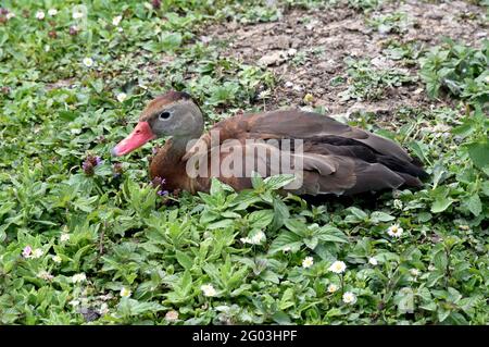 Un anatra fischiante dal colore nero (Dendrocygna autumnalis) riposando tra la vegetazione fiorente in un parco paludoso in Inghilterra meridionale Foto Stock