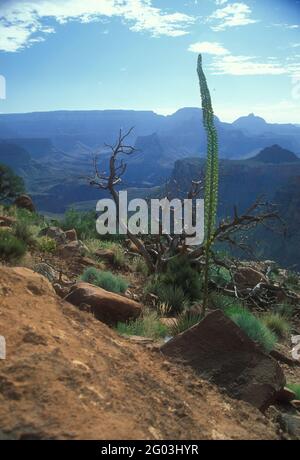 Grand Canyon, South Kaibab e Bright Angel Trail Foto Stock