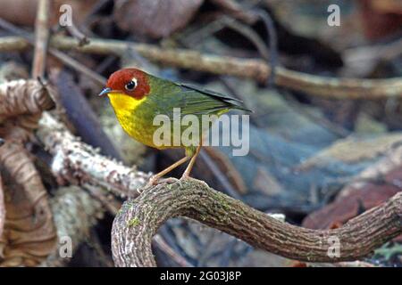 Una Tesia a testa di castano (Cettia castaneocoronata) percepito su un piccolo ramo vicino al pavimento della foresta Nel nord della Thailandia Foto Stock