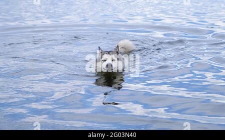 Muso di cani Husky galleggianti e coda sopra gli occhi colorati dell'acqua. Foto Stock