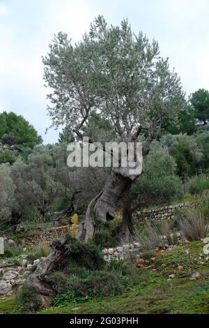 Alberi di olive, Sierra de Tramuntana Foto Stock