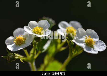 Fiori di fragola selvatici su sfondo nero. Stagione primaverile. Foto Stock