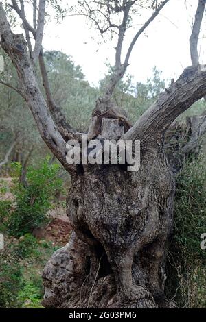 Alberi di olive, Sierra de Tramuntana Foto Stock