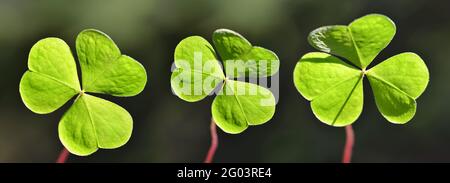 Foglie di Orel di legno (Oxalis acetosella). Sfondo panoramico della natura. Foto Stock