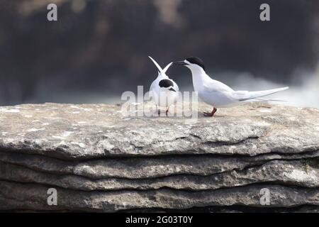 Taraseeschwalbe / Tendernone bianco / Striata di Sterna Foto Stock