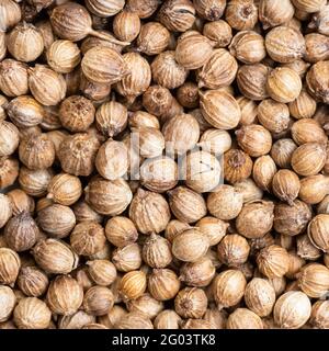 fondo di cibo quadrato - semi di coriandolo asciugati primo piano Foto Stock