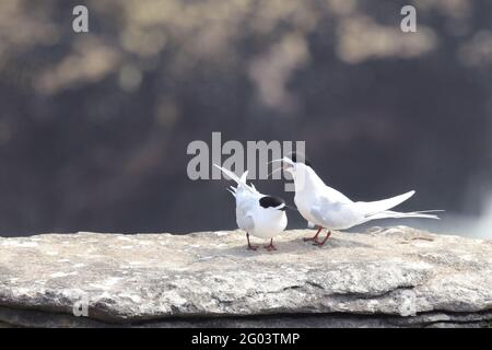 Taraseeschwalbe / Tendernone bianco / Striata di Sterna Foto Stock