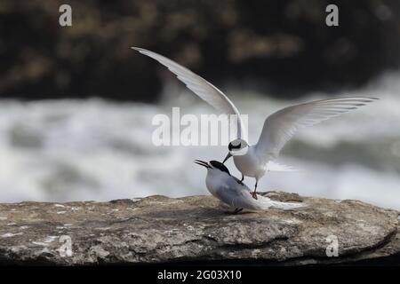 Taraseeschwalbe / Tendernone bianco / Striata di Sterna Foto Stock