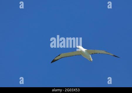 Nördlicher Königsalbatros / Albatross reale settentrionale / Diomedea epomophora sanfordi Foto Stock