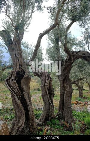 Alberi di olive, Sierra de Tramuntana Foto Stock