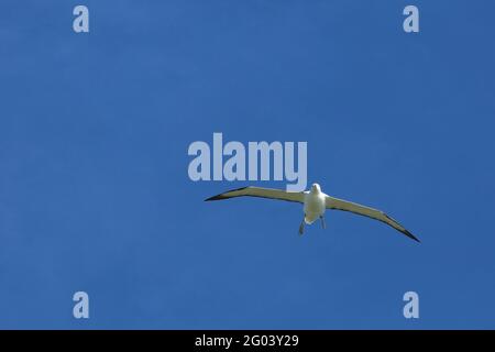 Nördlicher Königsalbatros / Albatross reale settentrionale / Diomedea epomophora sanfordi Foto Stock