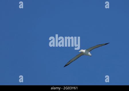 Nördlicher Königsalbatros / Albatross reale settentrionale / Diomedea epomophora sanfordi Foto Stock