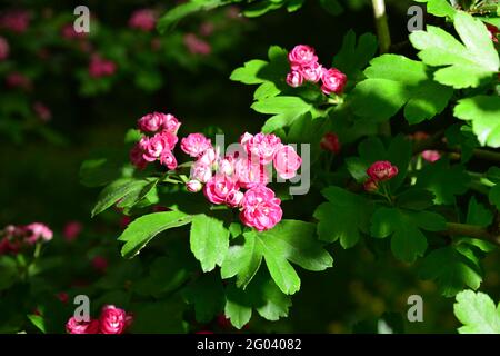 Biancospino comune rosa fioritura , vividi fiori rosa su sfondo foglie verdi. Macro shot con fuoco selettivo sui fiori. Foto Stock