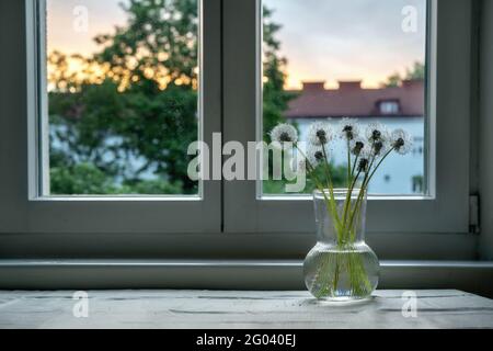 I dandelioni bianchi in vaso di vetro sulla finestra di sera Foto Stock