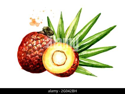 Esotico frutto Buriti Aguaje o frutti di palma Moriche mauritia flexuosa. Immagine disegnata a mano con acquerello, isolata su sfondo bianco Foto Stock