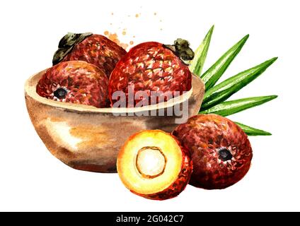 Esotico frutto Buriti Aguaje o frutti di palma Moriche mauritia flexuosa nella ciotola. Immagine disegnata a mano con acquerello, isolata su sfondo bianco Foto Stock