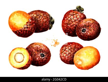 Esotico frutto Buriti Aguaje o frutti di palma Moriche mauritia flexuosa Set. Immagine disegnata a mano con acquerello, isolata su sfondo bianco Foto Stock