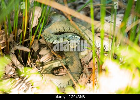 Quello che sembra essere un serpente d'erba, nascosto camuffato nell'erba del Richmond Park in Surrey. Londra. REGNO UNITO. I serpenti d'erba sono nativi dell'Inghilterra e del Galles e sono attivi nelle calde giornate estive e sono innocui per le persone. (123) Foto Stock