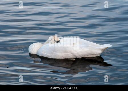 Vadnais Heights, Minnesota. Parco Regionale del Lago di Vadnais. Un bel Trumpeter Swan; Cygnus buccinator dormire su un lago. Foto Stock