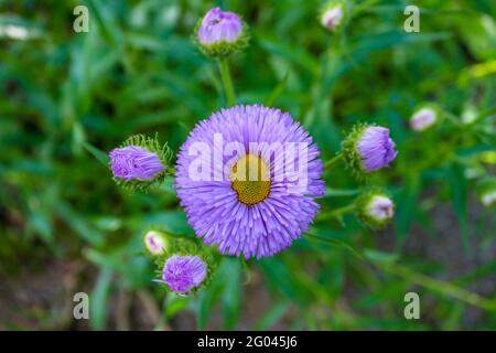 Fiore di fiore di rosa su sfondo verde, primo piano e messa a fuoco selettiva Foto Stock