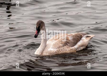 Vadnais Heights, Minnesota. Parco Regionale del Lago di Vadnais. Un giovane giovane trumpeter Swan; Cygnus buccinator; nuotare in un lago tutto da solo. Foto Stock