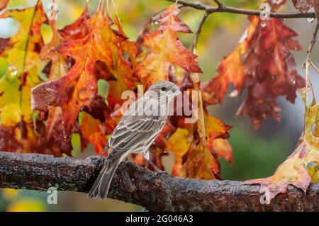 Vadnais Heights, Minnesota. Femmina Casa finch, Carpodacus mexicanus arroccato su un ramo con bel colore autunno. Foto Stock