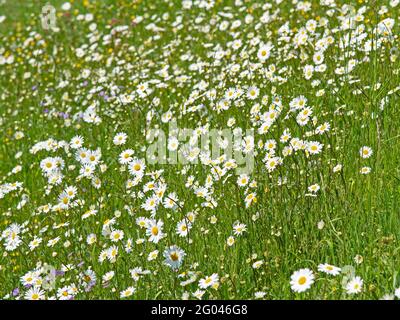 margueriti fioriti, Leucanthemum, in primavera Foto Stock
