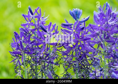 Camassia leichtlinii Giacinto selvaggio grande camas Primavera Fiori Blu Camas picchi vibranti Fiore Camassia Quamash Camas Giglio comune Camas palude Sego Foto Stock