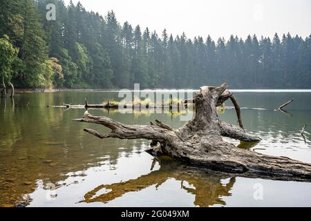 Misterioso paesaggio invernale di un caduto nell'acqua di Lacamas lago vecchio albero die con radice e tronco incorniciato da verde foresta annegando in una foschia pesante Foto Stock