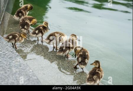 Otto Ducklings sono in fila su Stone Steps a Central Park New York Foto Stock