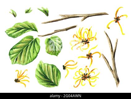 Elementi di nocciolo di strega con foglie e fiori, Hamamelis pianta medicinale. Immagine disegnata a mano con acquerello isolata su sfondo bianco Foto Stock