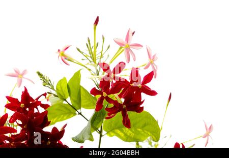 Infiorescenze di Combretum indicum, Rangoon superriduttore naturale macro sfondo floreale Foto Stock