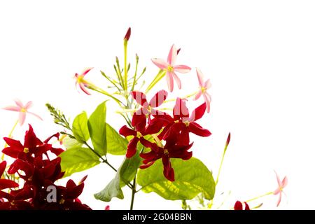 Infiorescenze di Combretum indicum, Rangoon superriduttore naturale macro sfondo floreale Foto Stock