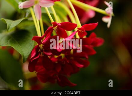 Infiorescenze di Combretum indicum, Rangoon superriduttore naturale macro sfondo floreale Foto Stock