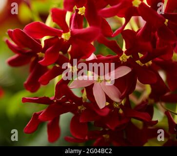 Infiorescenze di Combretum indicum, Rangoon superriduttore naturale macro sfondo floreale Foto Stock