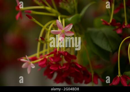 Infiorescenze di Combretum indicum, Rangoon superriduttore naturale macro sfondo floreale Foto Stock