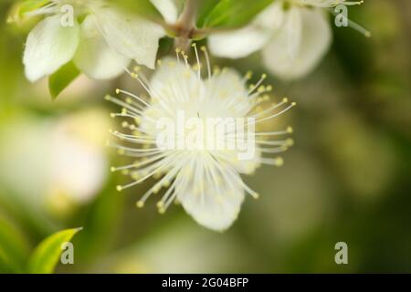 Flora di Gran Canaria - Myrtus communis fiorente, mirto comune, specie introdotte, sfondo naturale macro floreale Foto Stock