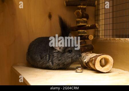 simpatico chinchilla grigio che gioca in una gabbia, morbido animale domestico seduto in una casa Foto Stock