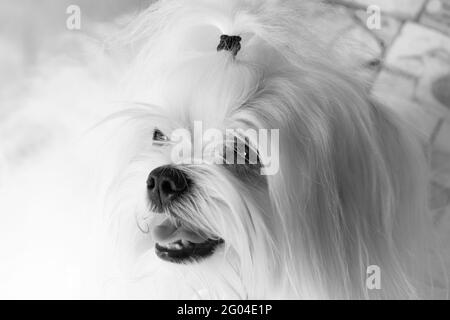 Bianco e nero Ritratto di un adorabile e felice maltese bianco cane closeup seduto Foto Stock