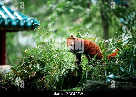 PAIRI DAIZA, BELGIO - 24 maggio 2021: Foto di un panda rosso fotografato nello zoo belga Pairi Daiza. Foto Stock