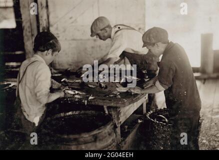 Lavoro minorile: Ragazzi giovani (10-12 anni) che tagliano pesce a Eastport nel Maine. Foto 1911 Foto Stock