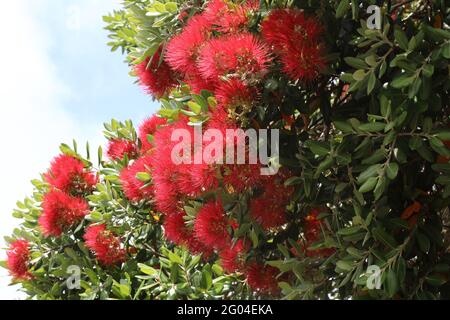 Neuseeländischer Weihnachtsbaum / albero di Natale della Nuova Zelanda / Metrosideros excelsa Foto Stock